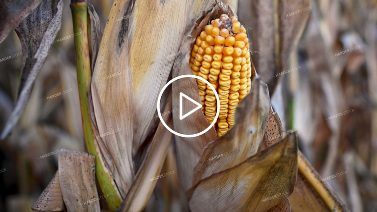 Corn on the Stalk in and out of Focus - 412