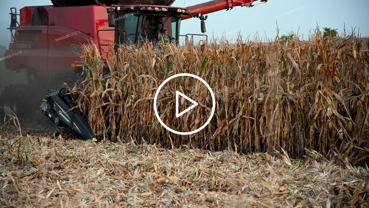 Harvesting Corn on Hilly Ground - 415