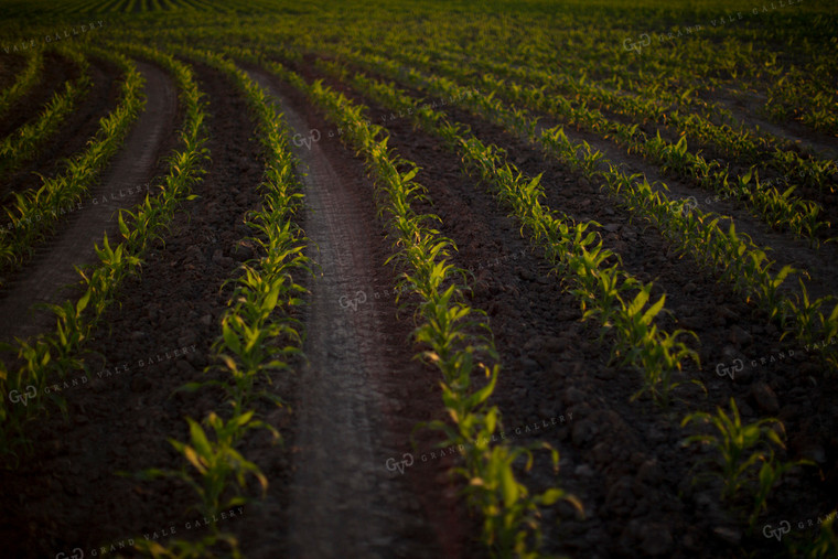 Corn - Early Growth 1078