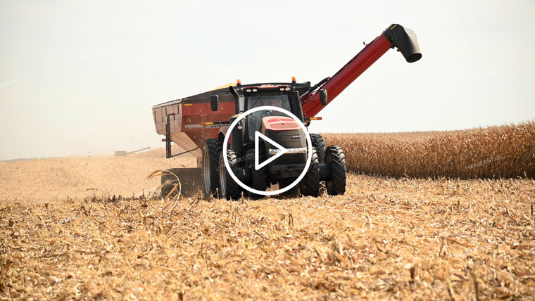 Grain Cart Driving Through Corn Field