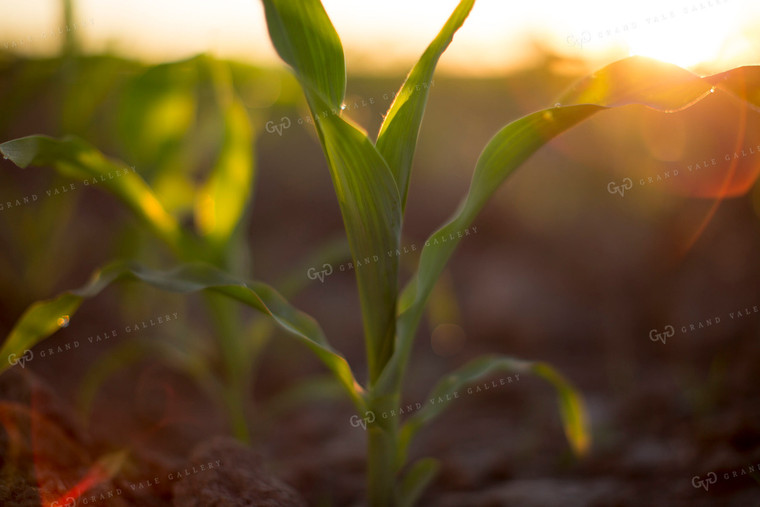 Corn - Early Growth 1082