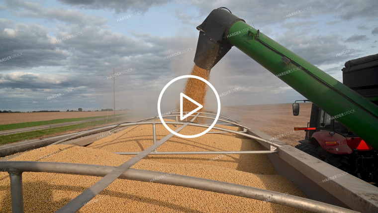 Grain Cart Unloading into Semi - 490