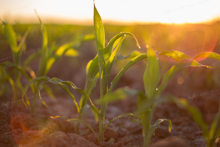 Corn - Early Growth 1083