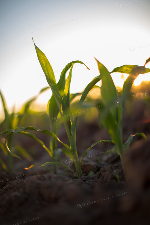 Corn - Early Growth 1084