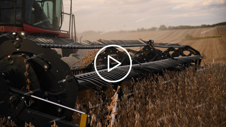 Close up of Combine Reel Harvesting Soybeans - 501