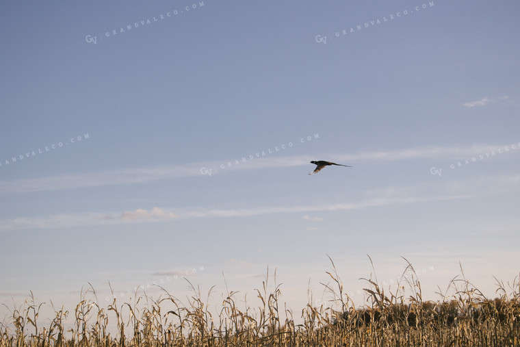 Wildlife Pheasant Flying over Corn Field 70024
