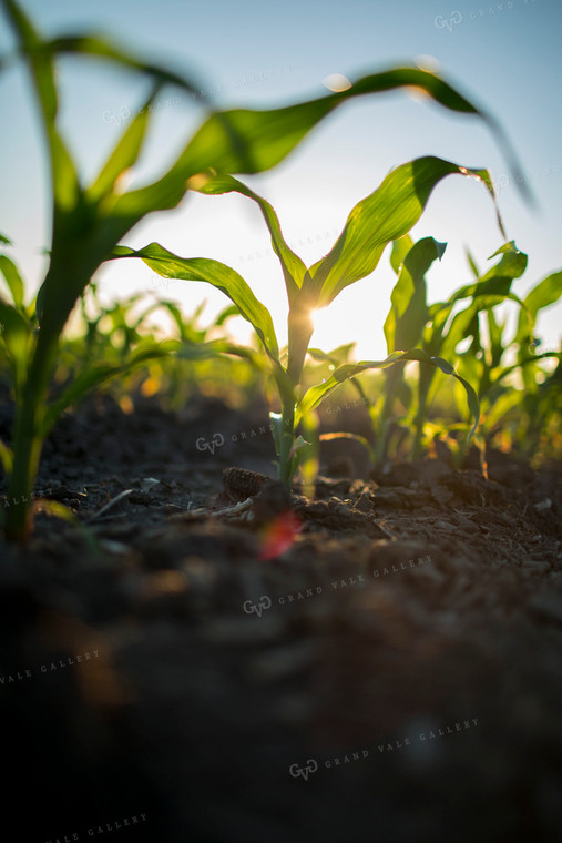 Corn - Early Growth 1103