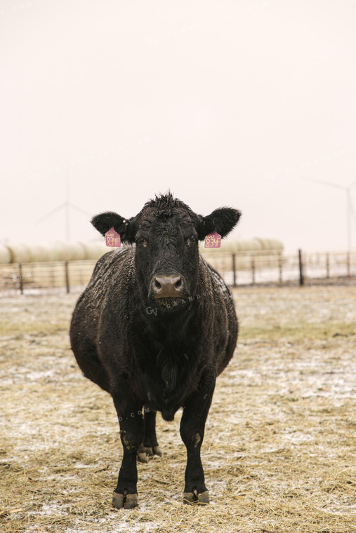 Angus Cattle in Winter 70088