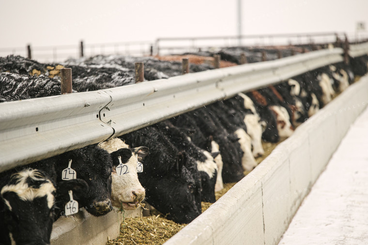 Black Baldy Cattle Eating out of Feed Bunk in Feedlot 70100