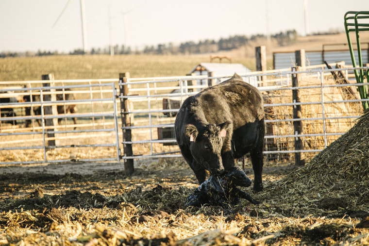 Cow Giving Birth to Calf 70118