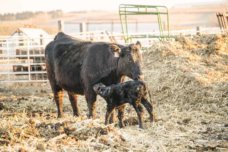 Cow Giving Birth to Calf 70124