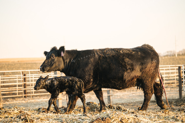 Cow Giving Birth to Calf 70125