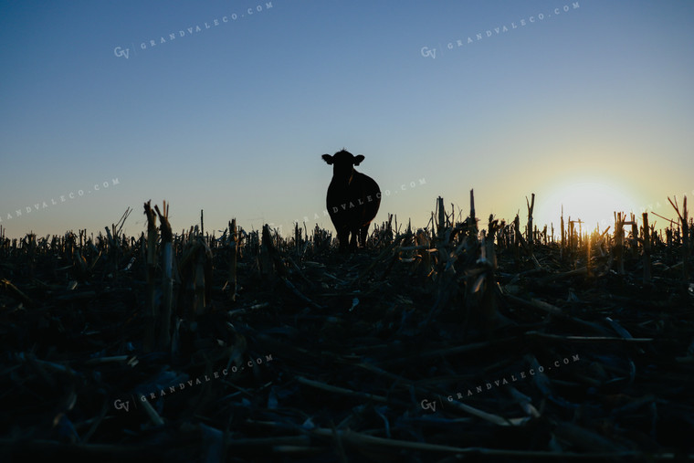 Cow in Corn Field Silhouette 72000