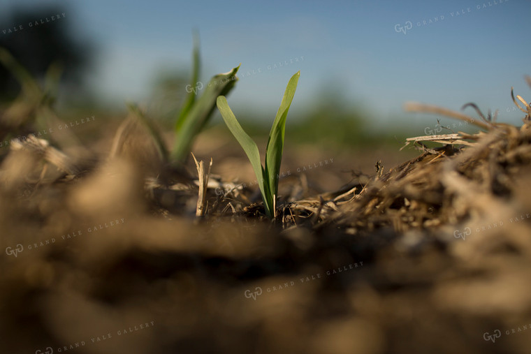 Corn - Early Growth 1110