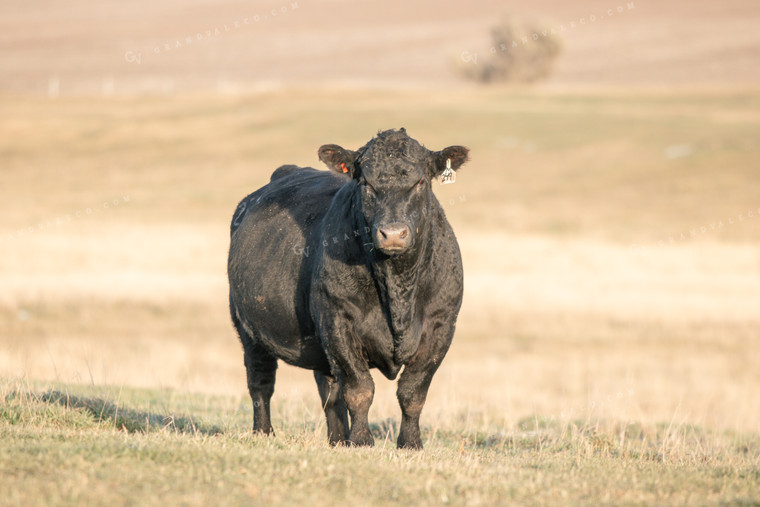 Angus Cattle in Pasture 72016