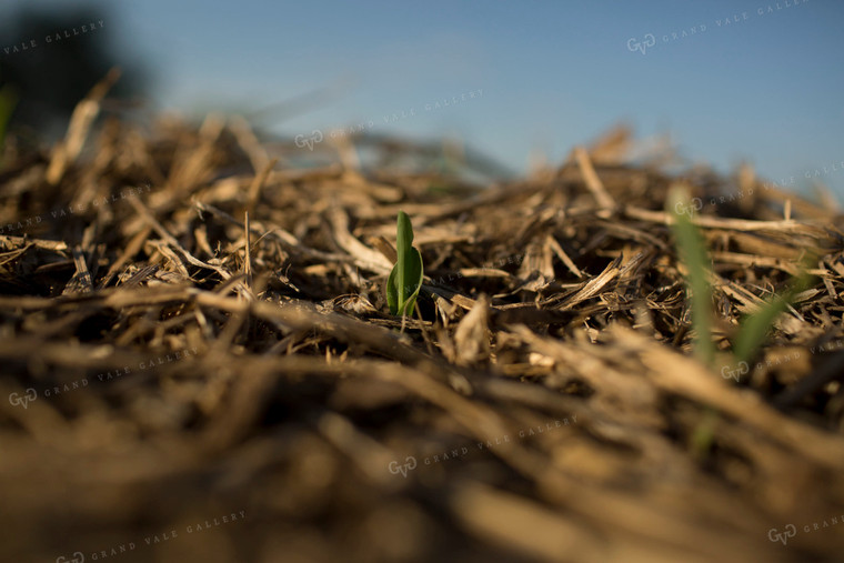 Corn - Early Growth 1111