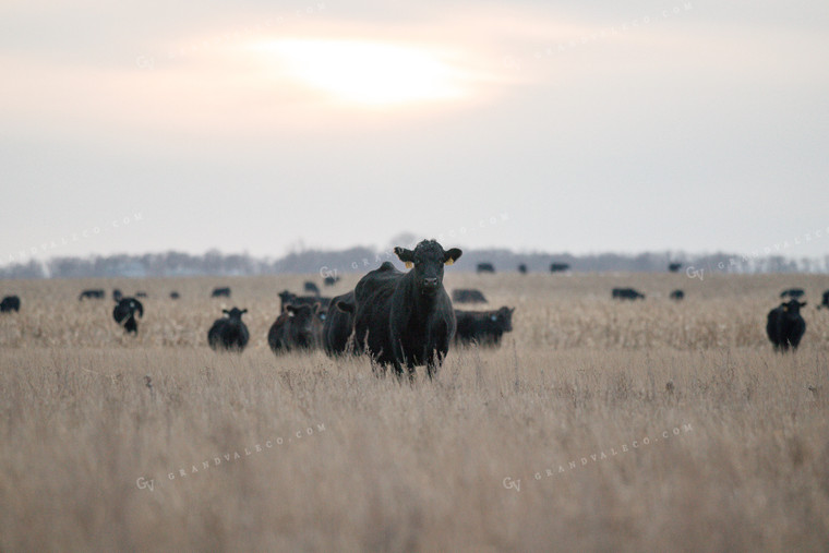 Angus Cattle in Pasture 72023