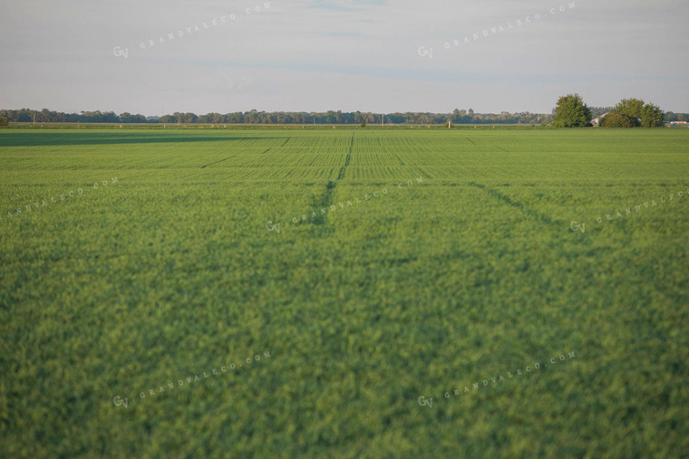 Green Wheat Field 5432