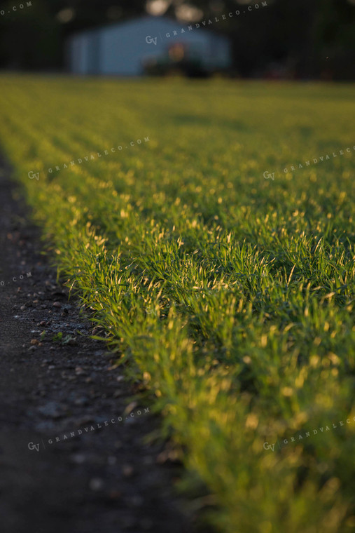 Green Wheat Field 5437