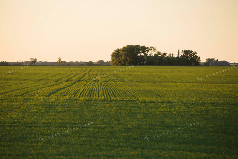 Green Wheat Field 5444