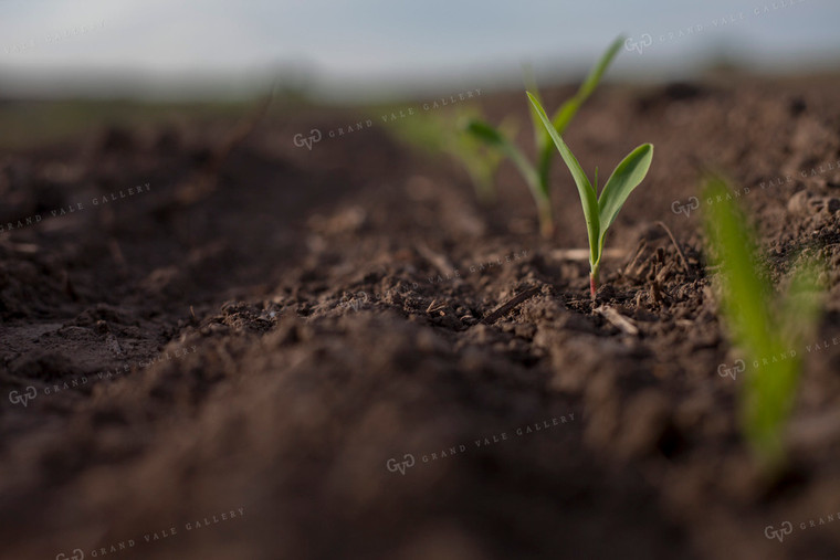 Corn - Early Growth 1124