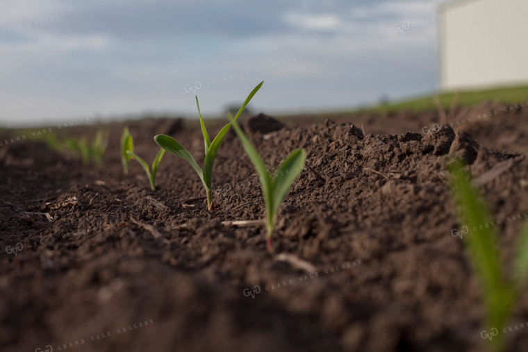 Corn - Early Growth 1125