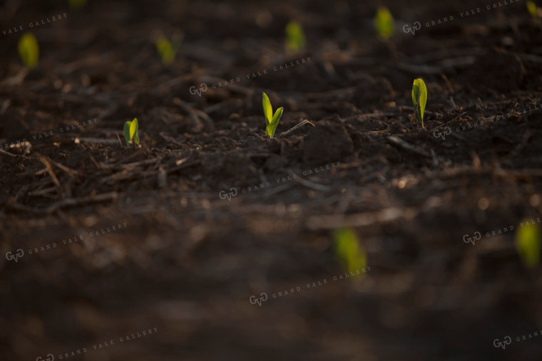 Corn - Early Growth 1130