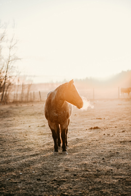 Horse in Pasture 64188