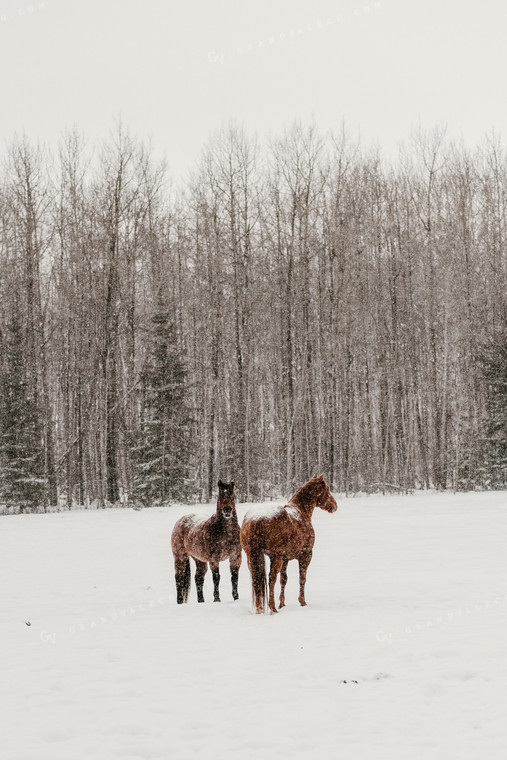 Two Horses in the Snow 64193