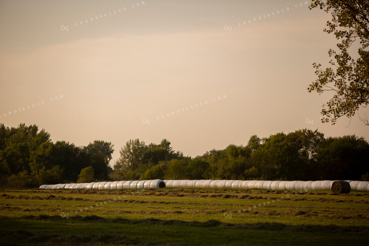 Hay Field with Wrapped Hay Bales 5492