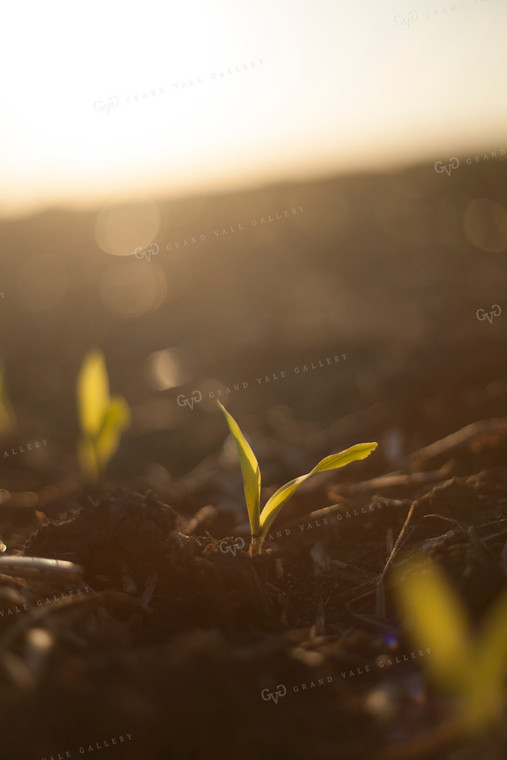 Corn - Early Growth 1139