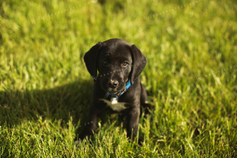 Black Puppy in Grass 5533