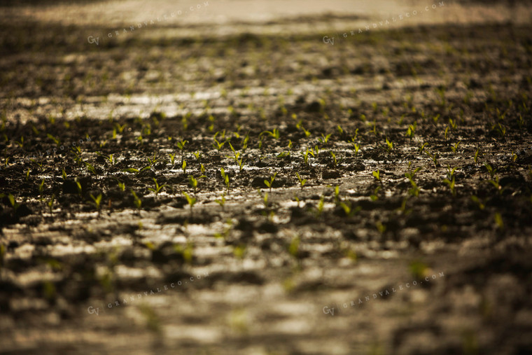 Early Growth Corn in Wet Soil 5536