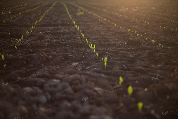 Corn - Early Growth 1140