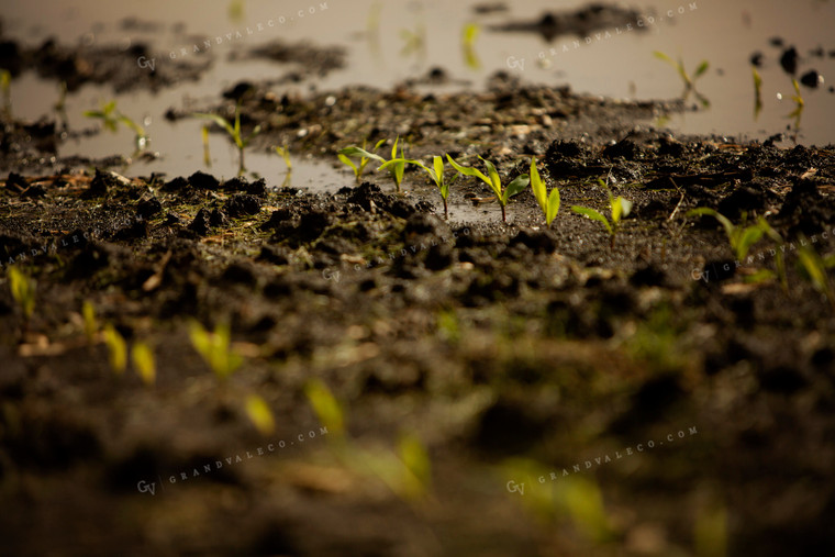 Early Growth Corn in Wet Soil 5541