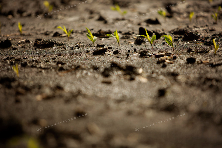 Early Growth Corn in Wet Soil 5545