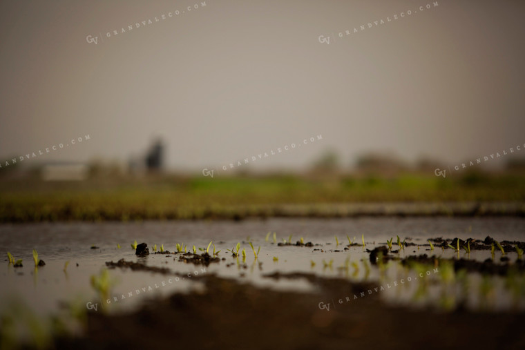 Flooded Early Growth Corn 5547