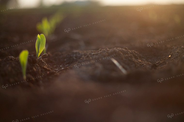 Corn - Early Growth 1145