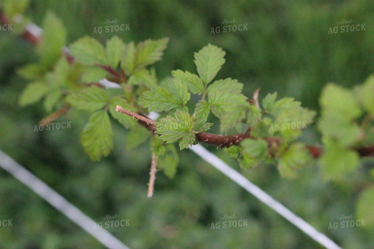 Up Close Raspberry Plant 73002