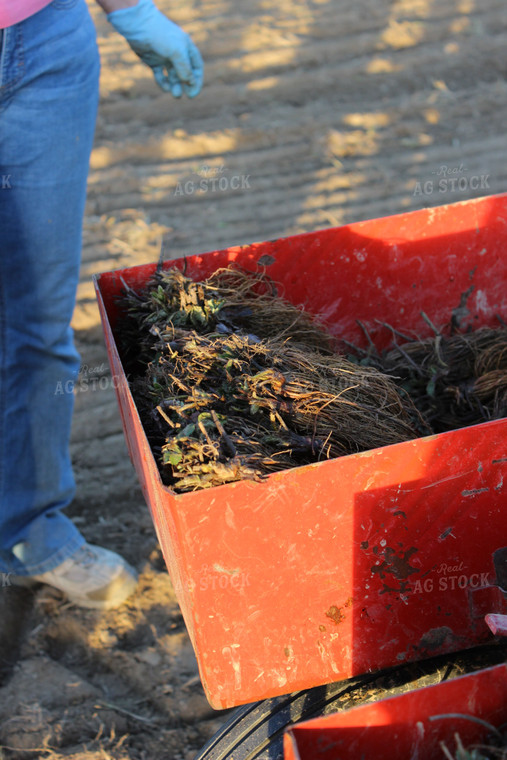 Unplanted Strawberry Plants 73005