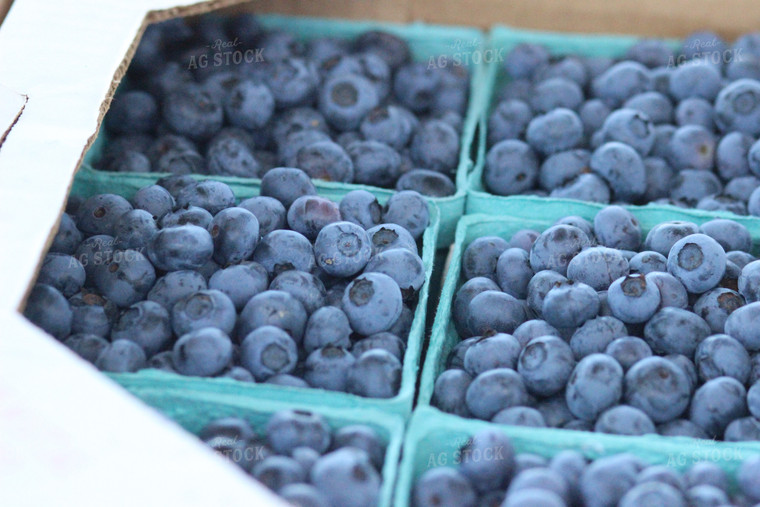 Blueberries in Punnet 73009