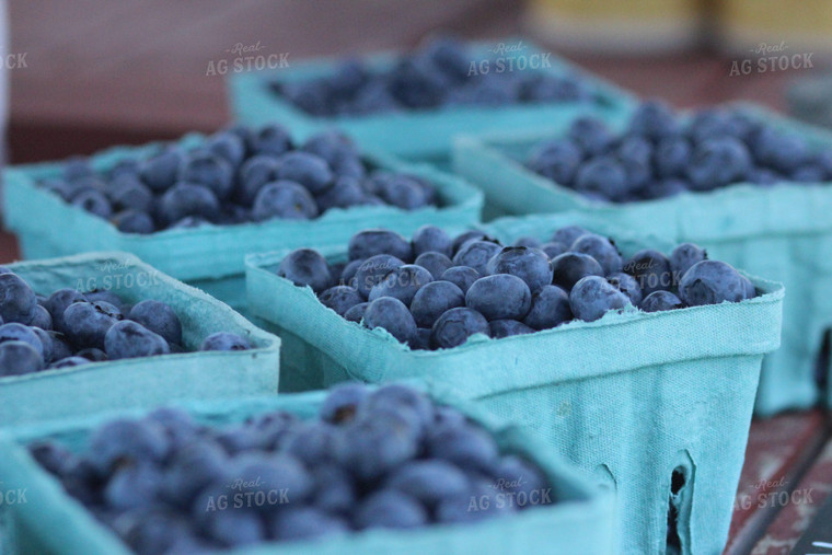 Blueberries in Punnet 73010