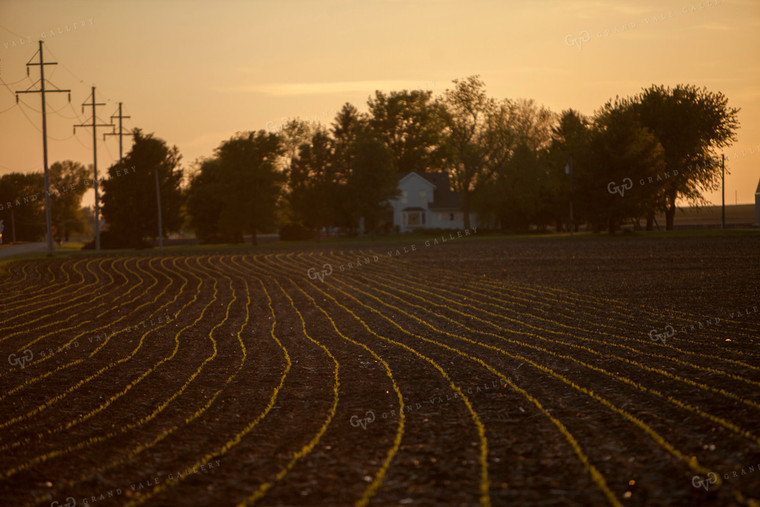 Corn - Early Growth 1159