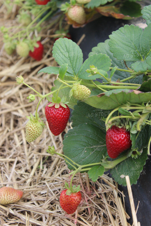 Strawberry Plant 73015