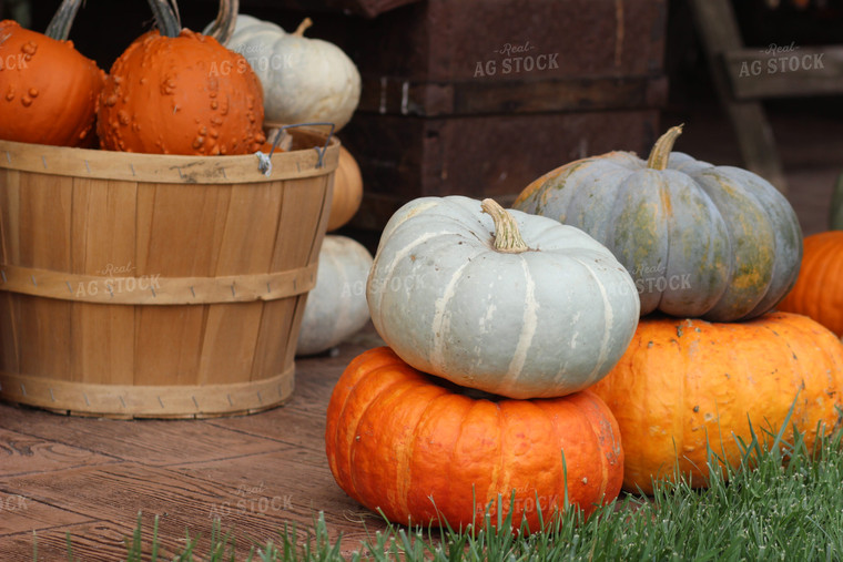 Pumpkins and Wood Basket 73020