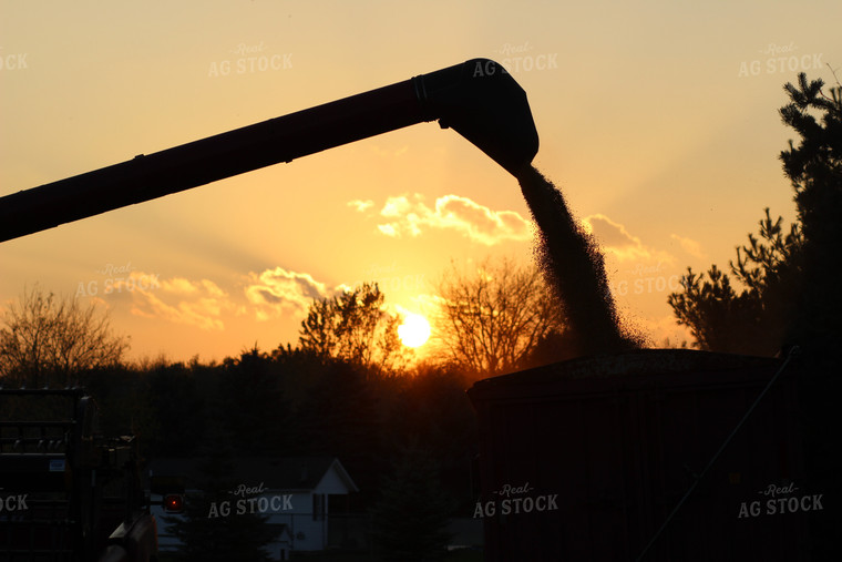 Auger Spilling Grain into Cart at Sunset 73025