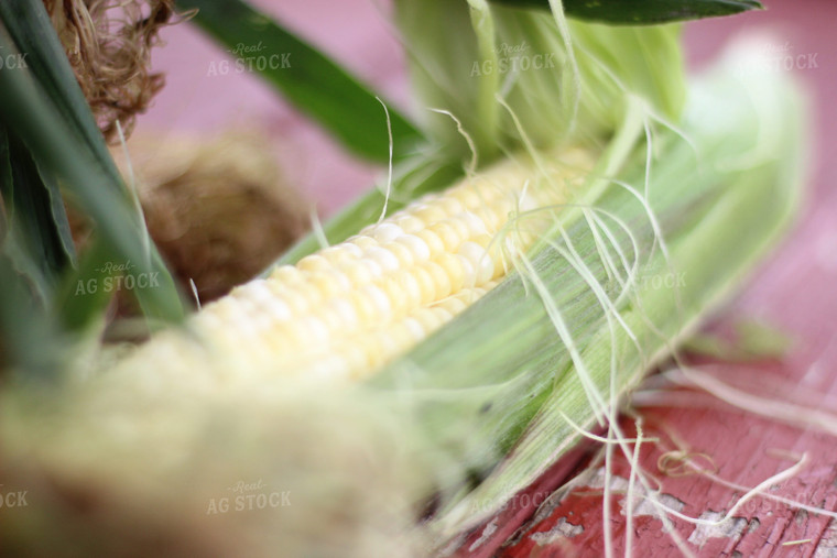 Partially Husked Sweet Corn Ear 73032