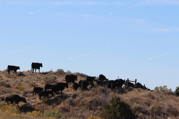 Angus Cattle in Pasture 63028