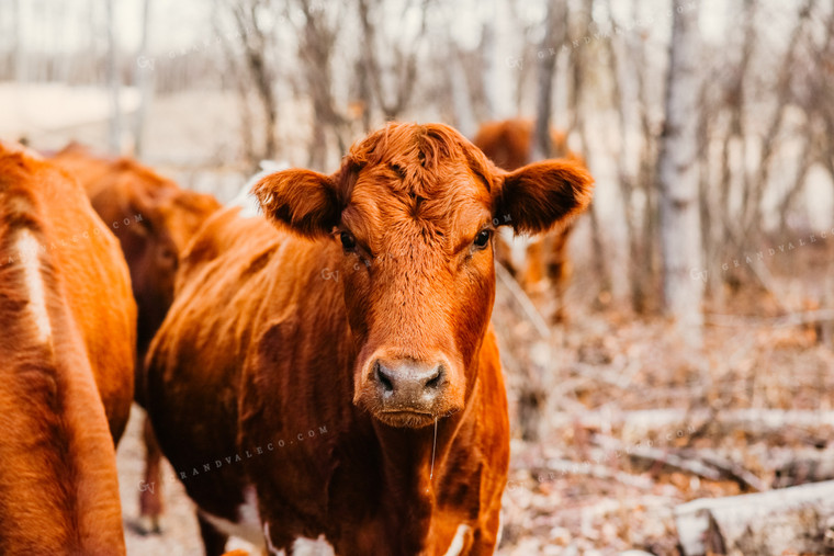 Red Angus Cow with Woods Background 64175