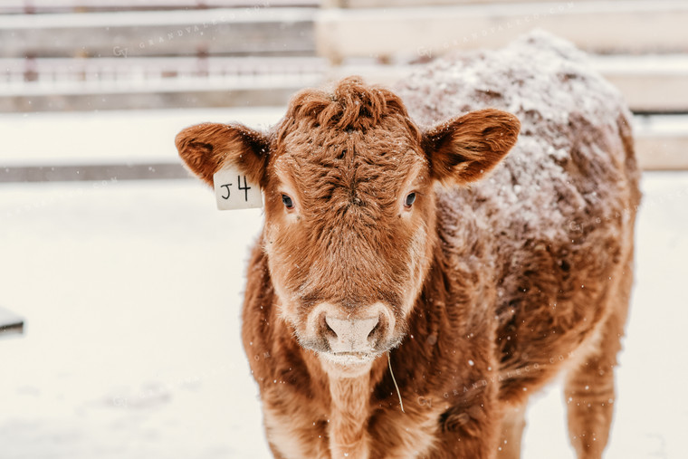 Red Angus Cow in Snow 64197